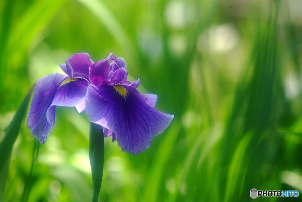 愛しき華❁水無月の菖蒲