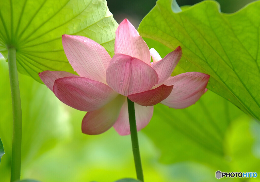 Beautiful・恋蓮