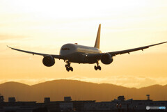 GOLD STAR ✈Boeing 787-8