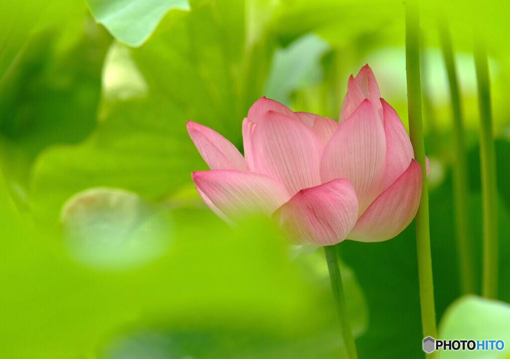 文月の朝✿蓮2021