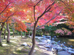 紅葉を描く❷✿万博2025