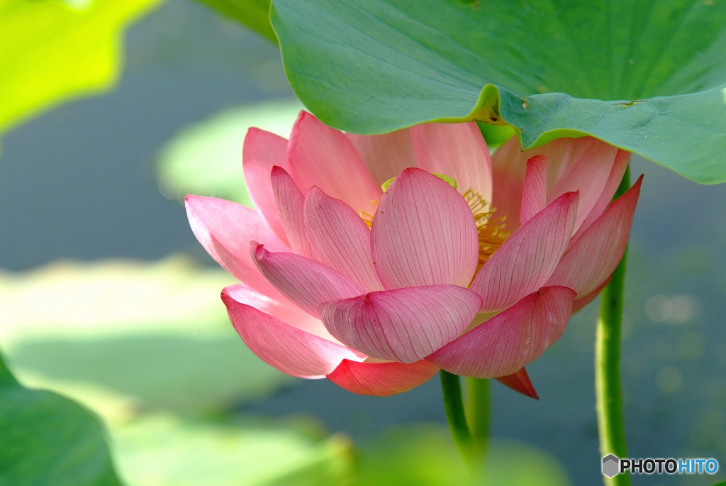 蓮の時・愛の時 ・2017