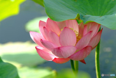 蓮の時・愛の時 ・2017