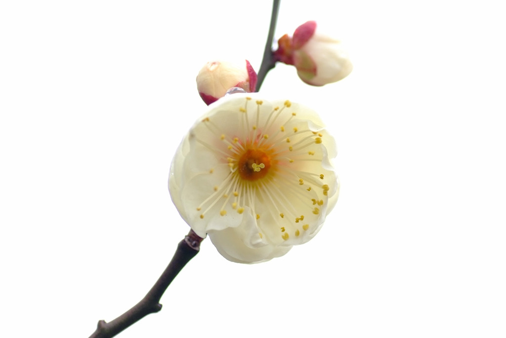 春浪漫・梅