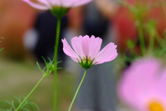 小さな秋みつけた✿秋桜2025