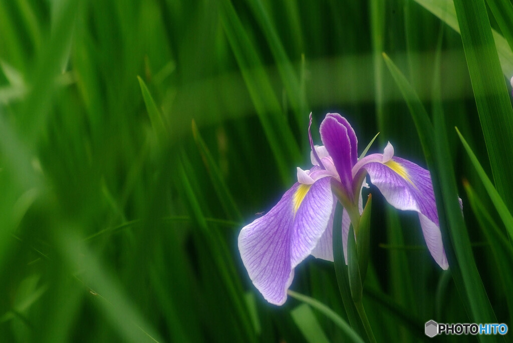 June morning✿菖蒲2022