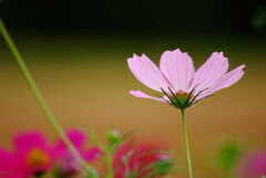 ☂を楽しむ✿神無月の秋桜