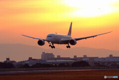 Morning Bird★HARADA787