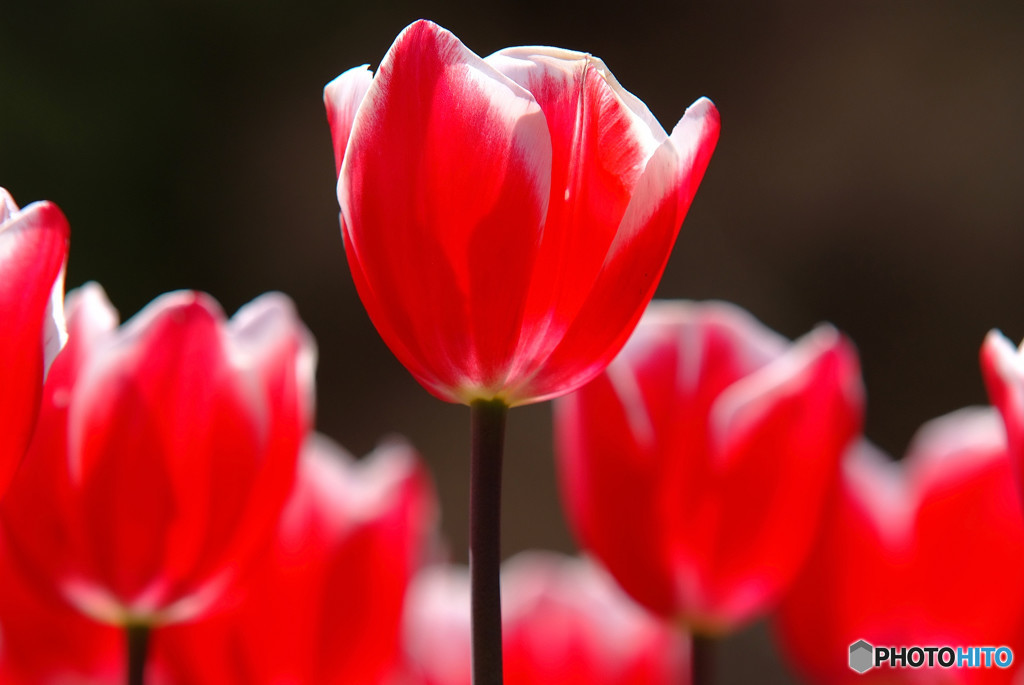 花の時・愛の時
