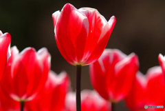 花の時・愛の時