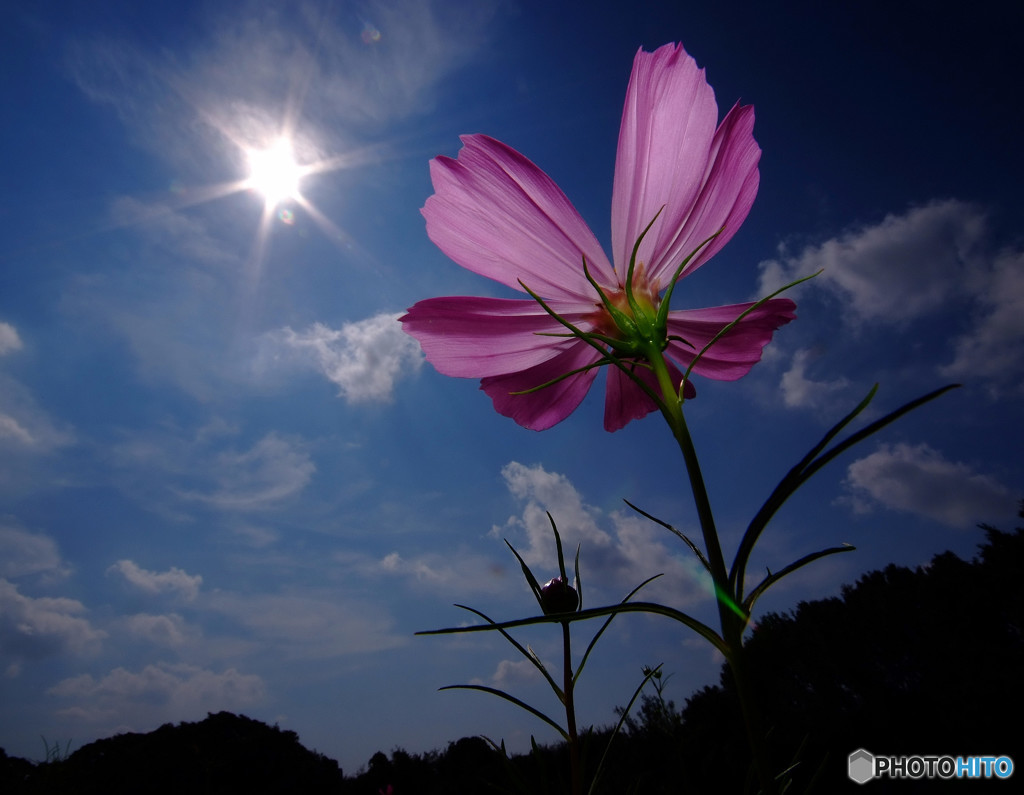 光の宴・秋桜