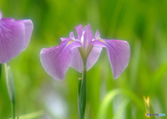 天使の誘惑・華