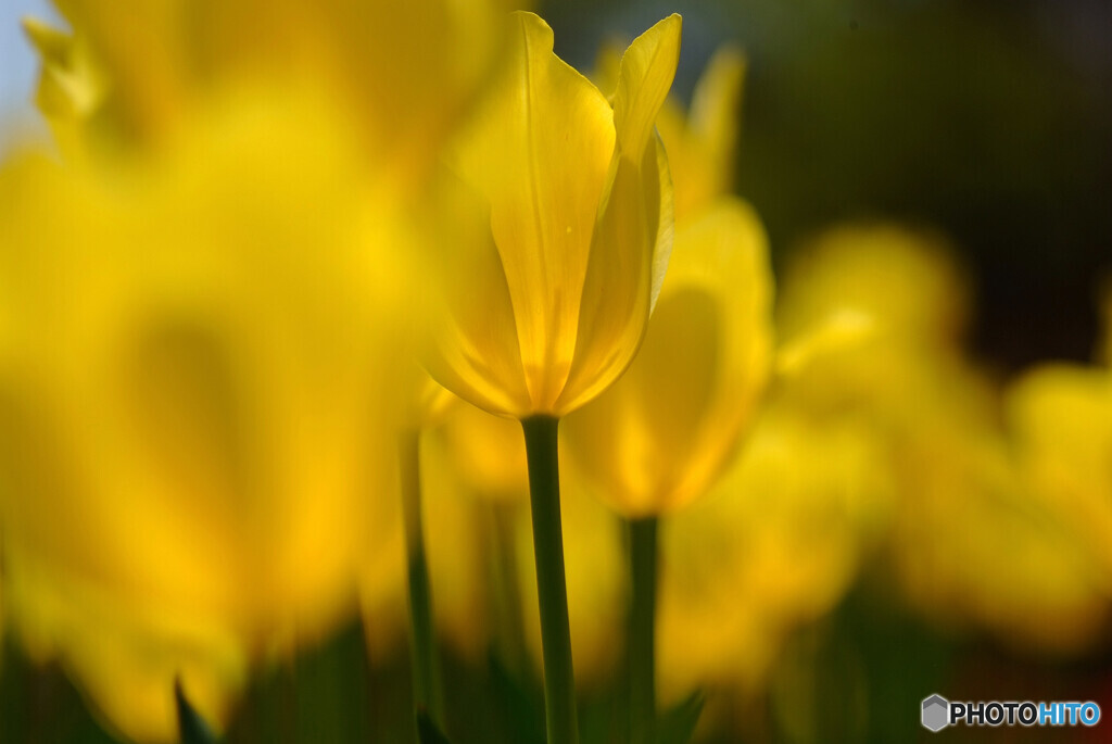 凛として❁４月の朝