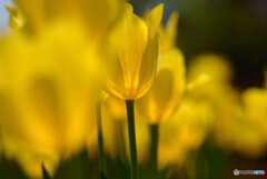 凛として❁４月の朝
