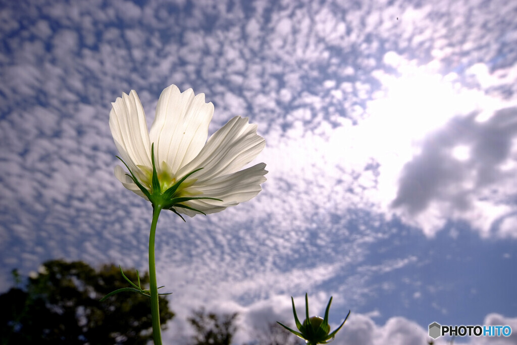 秋雲の誘惑✿こすもす