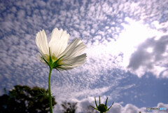 秋雲の誘惑✿こすもす