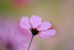 Cosmos theater✿彩2025