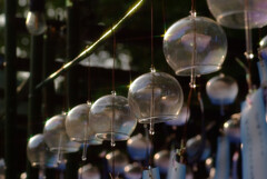 時を楽しむ♩水無瀬神宮2025