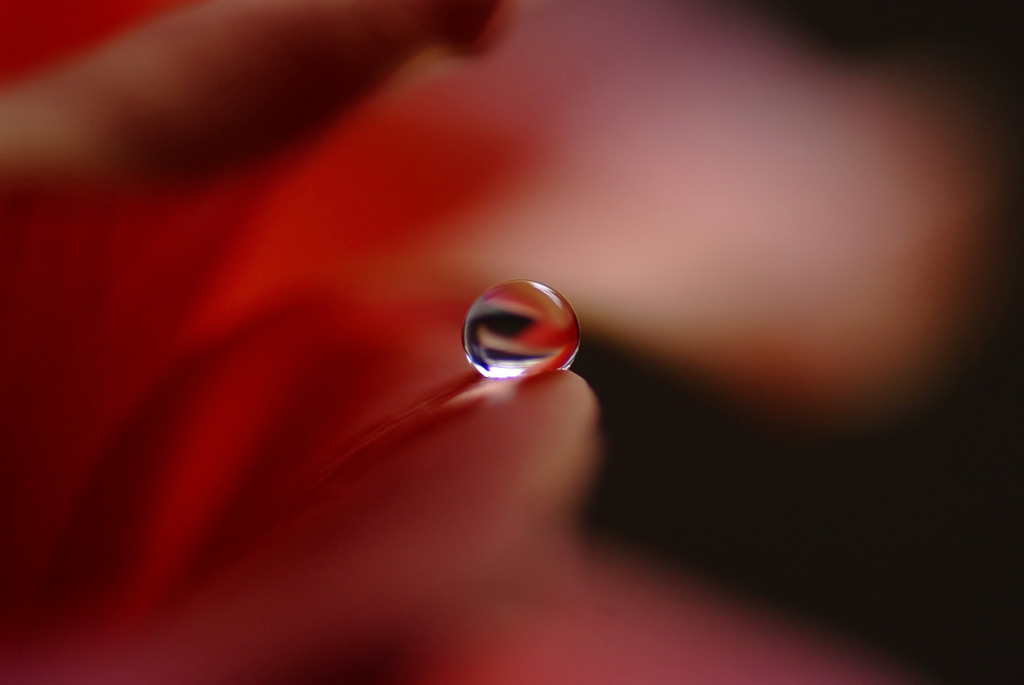 聖母たちのララバイ・雫