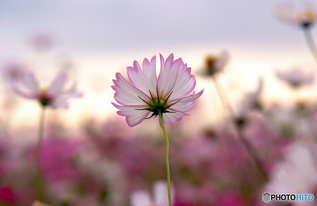 Pride✿秋桜の時間