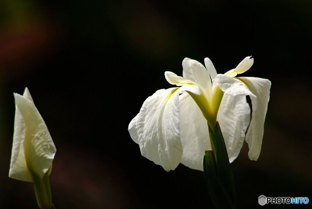 癒しの時間✿華