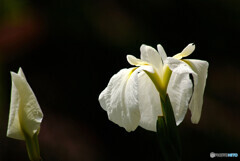 癒しの時間✿華