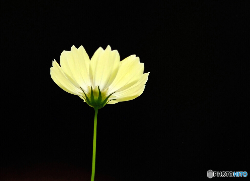 漆黒の華✿秋桜