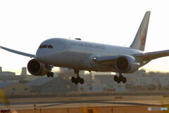 HARADAの朝✈787-8 Dreamliner