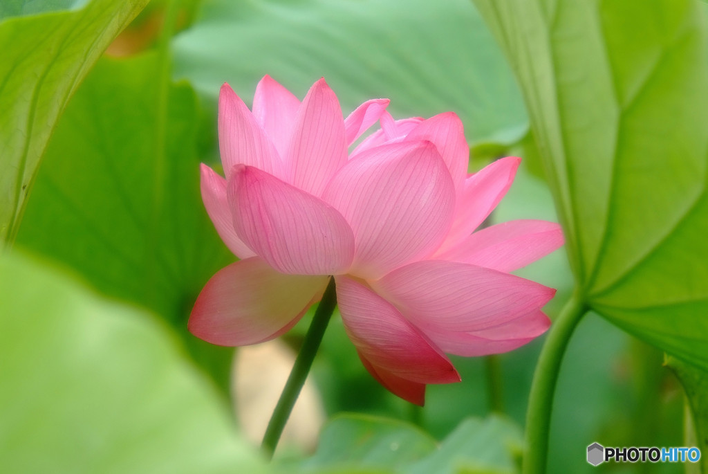 笑顔の行方・華