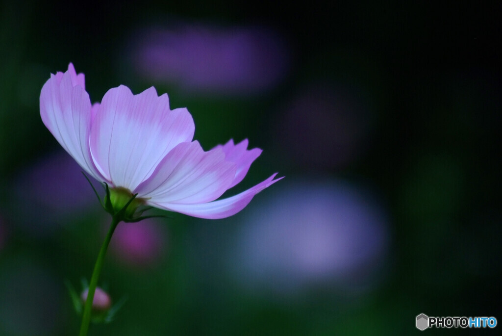 心静かに❁秋桜の時間
