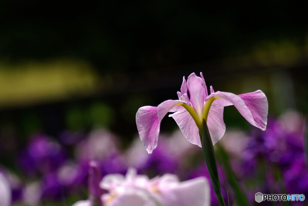 永久に美しく❁皐月の華