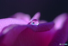 凜として✿夢見月の朝