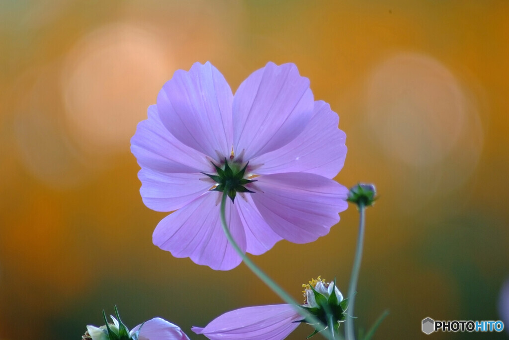 癒しの午後✿Cosmos