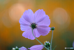 癒しの午後✿Cosmos