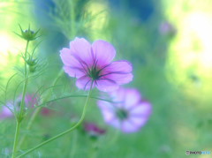 ひとり咲き・コスモス