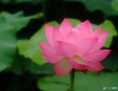 蓮に願いを・・