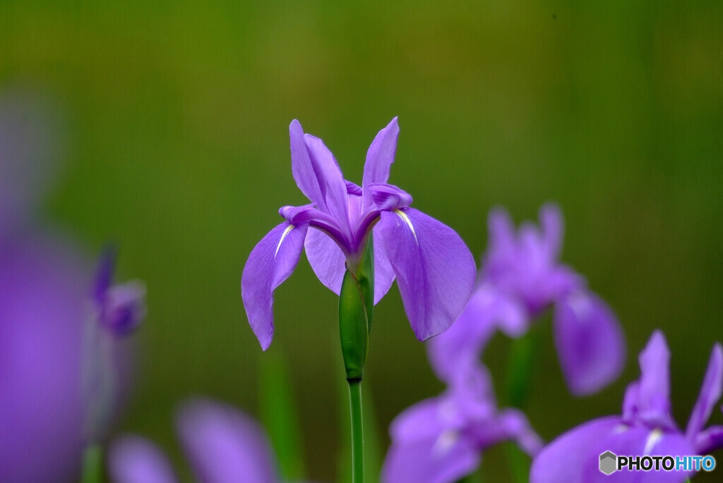 Iris laevigata❁皐月の別れ