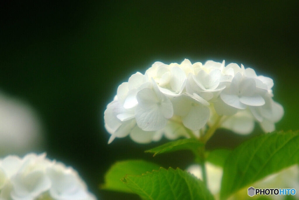 水無月の朝✿2021