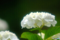 水無月の朝✿2021