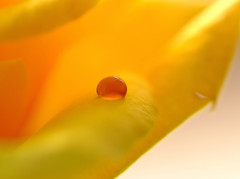 琥珀の想い・雫（Ⅲ）