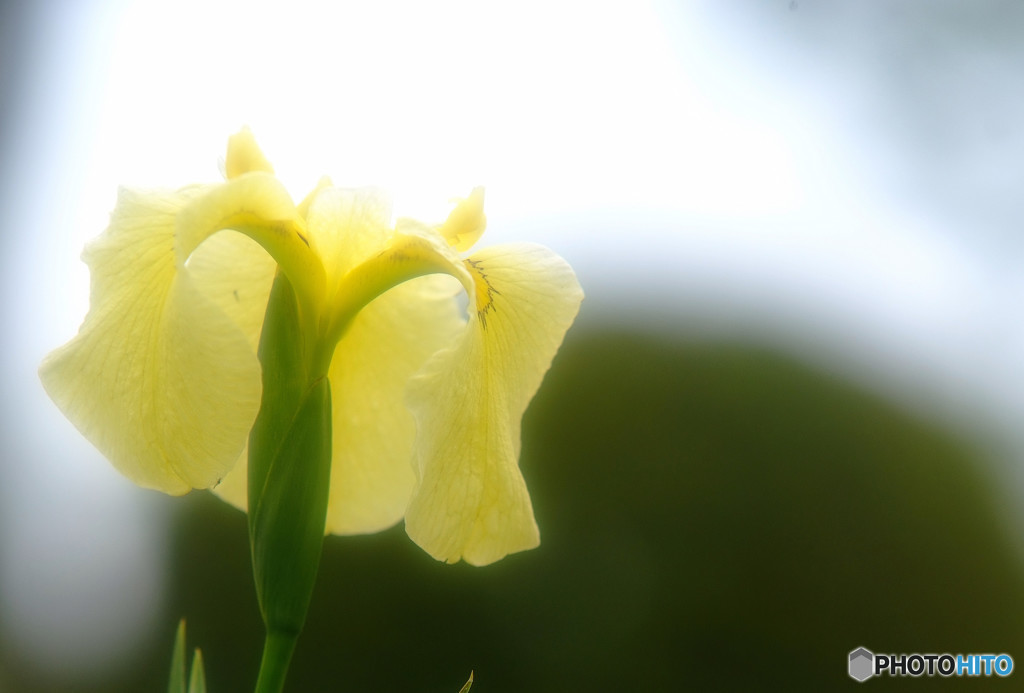 水無月の想・華