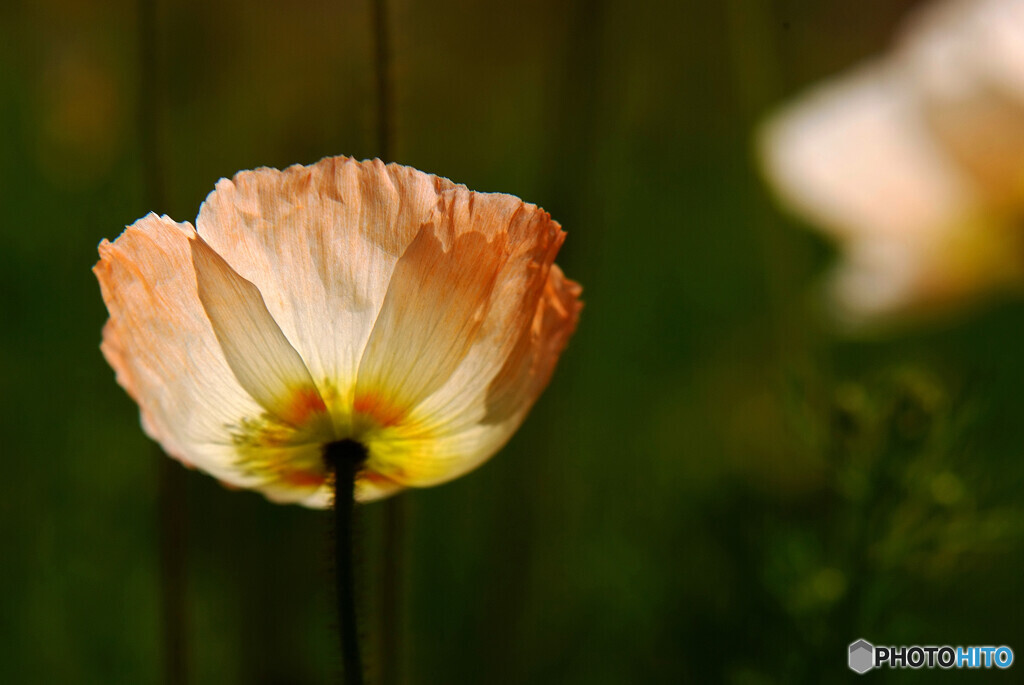 あの日のように・華