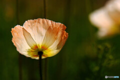 あの日のように・華