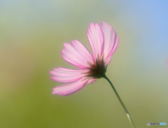 秋を忘れないで・2015