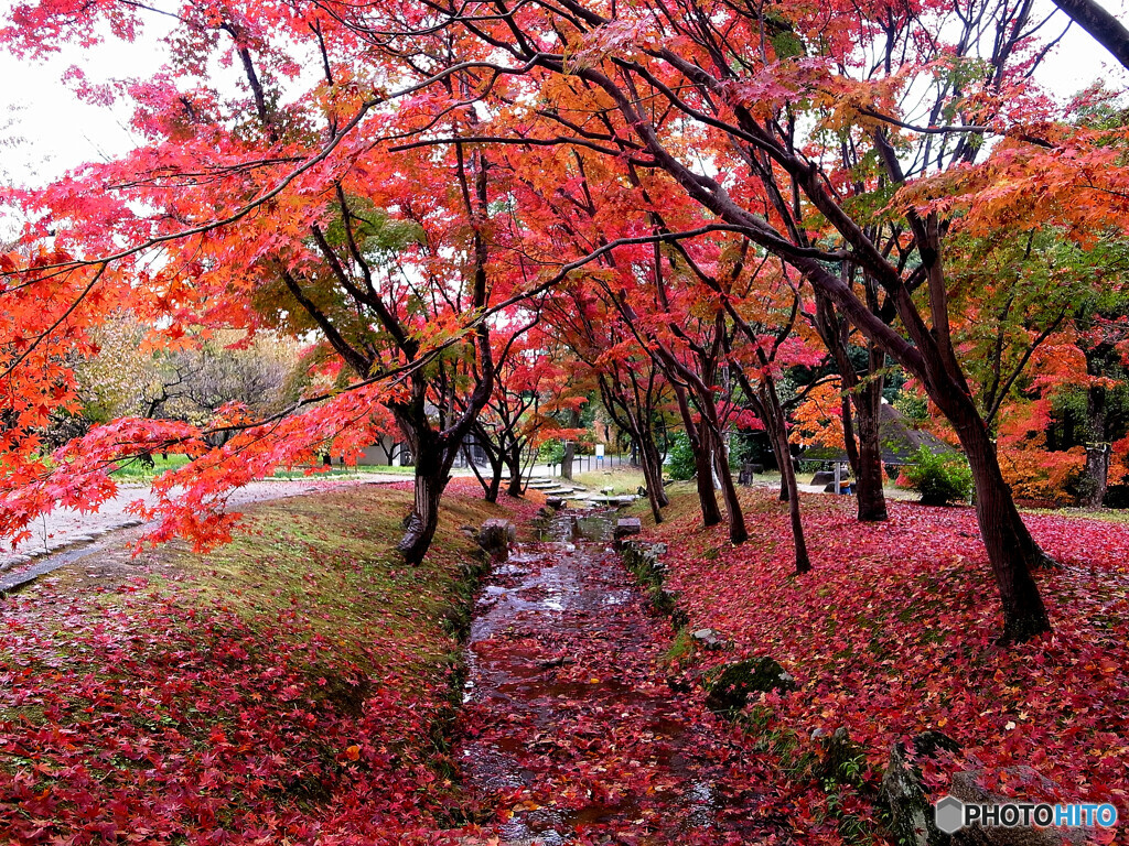 酔いしれて❁神楽月の雨