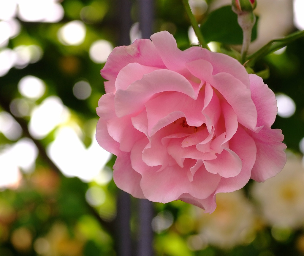 都会のオアシス(Ⅳ）