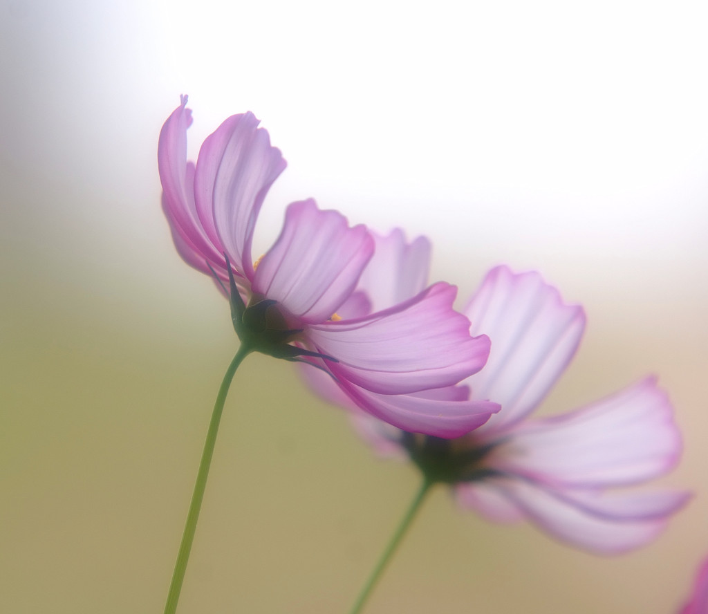 秘密の花園・こすもす（５）