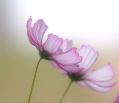 秘密の花園・こすもす（５）