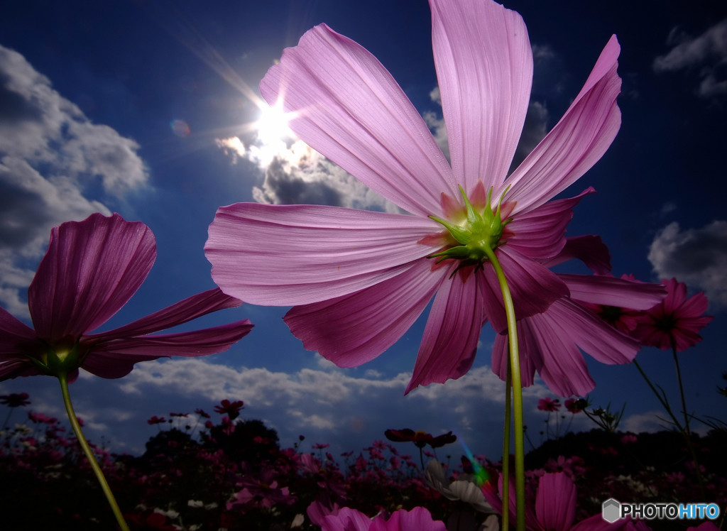 花の丘紀行・（Ⅲ）