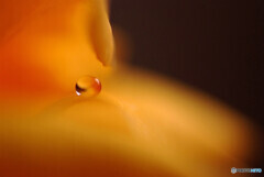 睦月の艶✾しずく